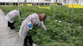 Reglamento de cannabis medicinal y cáñamo industrial tiene 50% de avance, asegura Presidencia