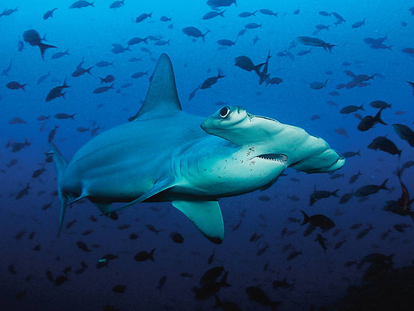 Costa Rica impulsa la protección del tiburón martillo | La Nación