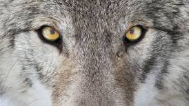 En Corrillos Políticos: ¿Quién es el lobo?