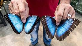 Mariposas de Costa Rica abren alas en Dubái, Europa y EE. UU.