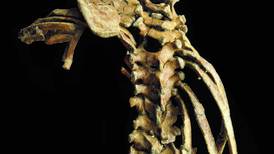 Homínidos tienen columna vertebral desde hace más de 3,3 millones de años