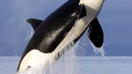 SeaWorld suspenderá espectáculos con orcas en el 2017