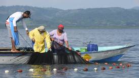 Biólogos estudian carnada vital para pesca en golfo de Nicoya