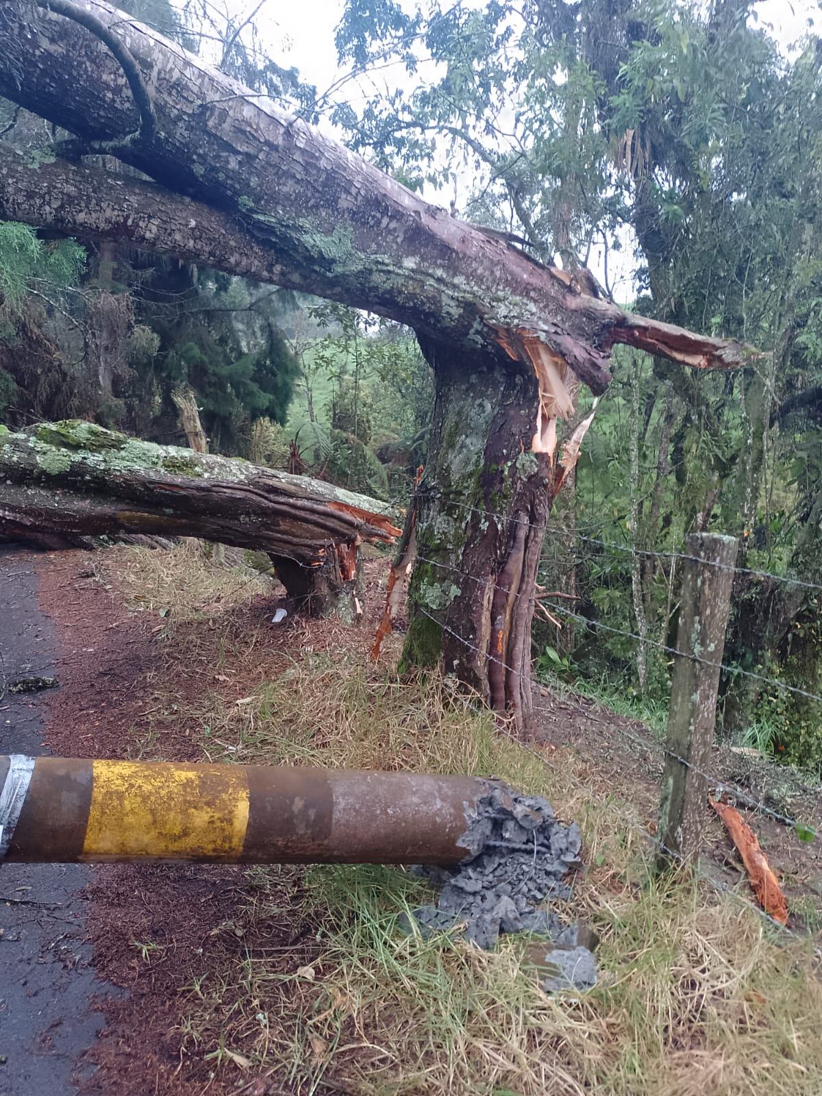 Las fuertes lluvias y vientos en el municipio de Villamaría, Colombia, provocaron la muerte de un hombre de 50 años y la caída de árboles y postes del tendido eléctrico.