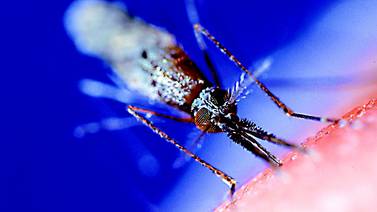 Costa Rica está cerca de erradicar la malaria