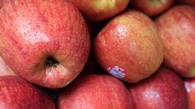 Costa Rica invirtió $35 millones en importación de manzanas, uvas y naranjas frescas en el 2020