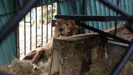 León Kivú presenta deterioro de salud luego de casi dos meses en el Zoo Ave