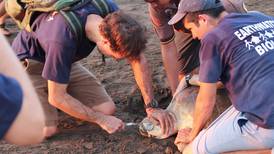 Científicos extraen tenedor plástico de nariz de tortuga