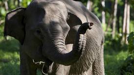 Cazador argentino muere pisoteado por elefante en Namibia