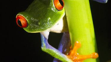 Costa Rica brinda el mayor aporte al conocimiento biológico de América Latina