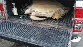 Hombre detenido por llevar dos tortugas verdes en cajón de ‘pick–up’