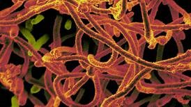 Nuevo análisis de sangre puede revelar infecciones virales del pasado