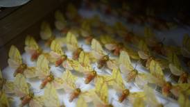 Humedad y hacinamiento amenazan valiosas colecciones de insectos
