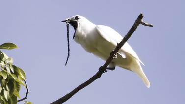 El nuevo pájaro más ruidoso del mundo es el campanero blanco