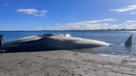 Una inmensa ballena azul vara en una pequeña playa de Chile