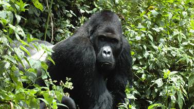 El gorila más grande del mundo está a un paso de la extinción