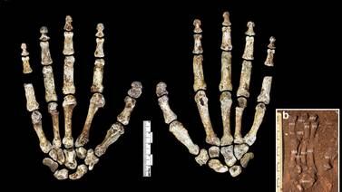 El homínido Homo Naledi podía trepar a los árboles y manejar herramientas