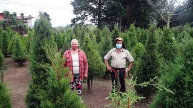 El confinamiento provocó un inesperado resultado en la venta de árboles de ciprés para la Navidad de este 2020