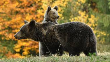 Rumanía empieza a censar a sus osos que se acercan cada vez más a zonas pobladas