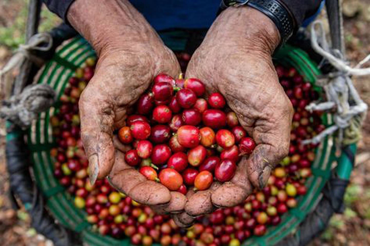 Los extranjeros y locales pueden degustar del café cosechado en la finca de El Pueblo