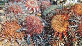 La Gran Barrera perdió el 50% del coral