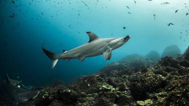 Países ratifican inclusión de 22 especies de rayas y tiburones