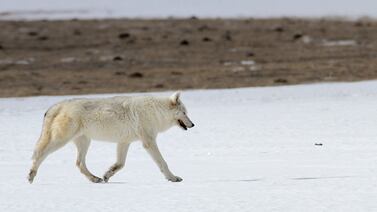 Estados Unidos: Parque Yellowstone ofrece recompensa por información sobre muerte de loba blanca