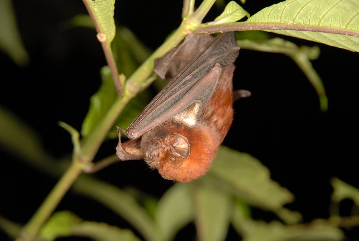 Los murciélagos utilizan sonidos de alta frecuencia  (ultrasonidos) imperceptibles para el oido humano. En la foto, la especie "Lasiurus castaneus".

Fotografía cortesía de Gloriana Chaverri/ UCR