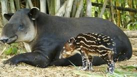  Nueva especie de tapir aparece en  Amazonia de Colombia y Brasil