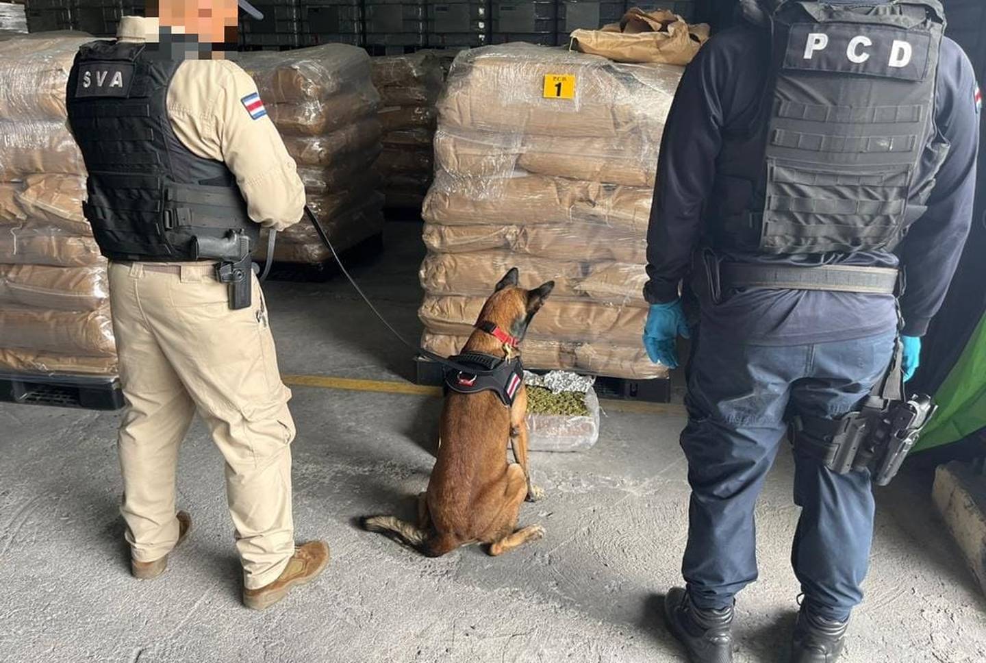 Con la ayuda de perros adiestrados, la PCD y el Servicio de Vigilancia Aérea del Ministerio de Seguridad, propinaron un doble golpe a estructuras que usan nuestro país para el trasiego de cocaína y marihuana, Foto: MSP.