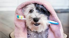 (Video) ¿Cómo le lavo los dientes al perro?
