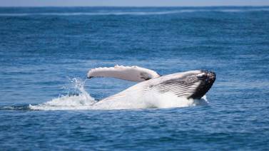 Islandia dejará de cazar ballenas por declive de mercado