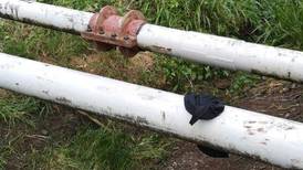 Sujetos cortan tubería del poliducto en Limón para robar gasolina de aeronaves