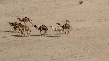 Australia sacrificó a más de 5.000 camellos para proteger zonas aborígenes