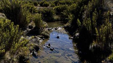 Sequía en el Chirripó baja caudal del río Talari