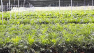 Empresa de plantas ornamentales Florexpo fustiga exceso de trámites