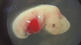 Científicos logran cultivar células humanas en embriones de cerdos