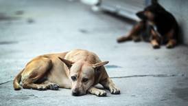 Más de la mitad de los ticos percibe a los perros callejeros como un riesgo para la salud pública
