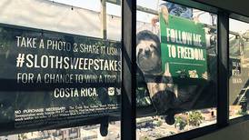 Foto de perezoso escaló edificio de Los Ángeles para promover turismo en Costa Rica