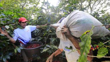 Fuerte alza en precio mundial del café beneficiará a Costa Rica en cosecha 2021-2022