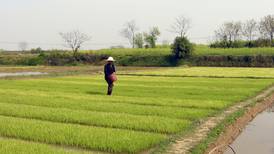 Gran cosecha de granos en China socava  los precios 