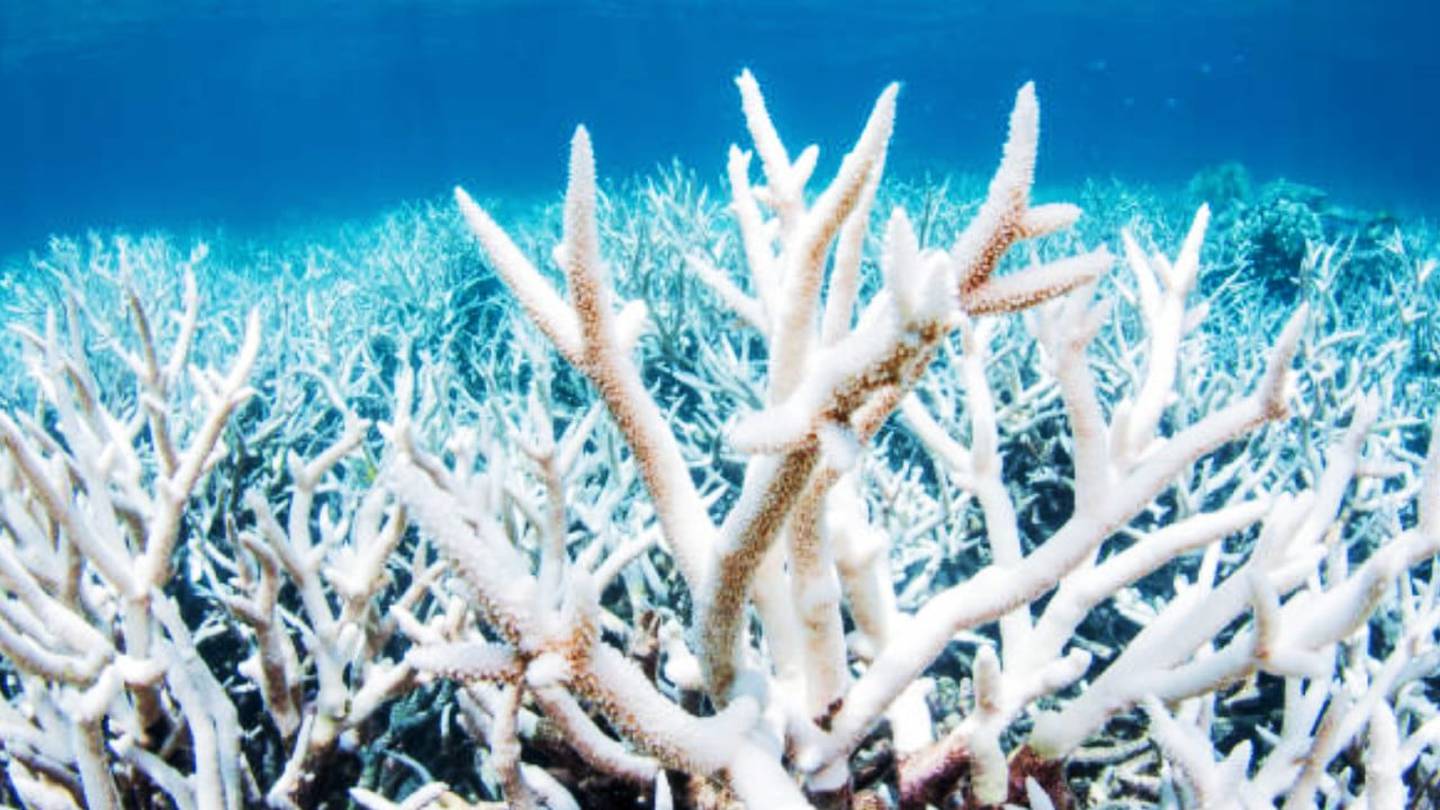 Blanqueo de Corales