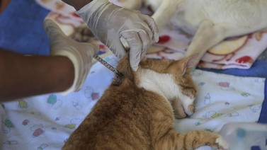 Movimiento antivacunas llega a dueños de mascotas, veterinarios piden vacunarlos