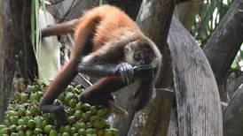 Estudio le ‘dio voz’ al mono araña para hablar de sus condiciones en los bosques del Pacífico Sur costarricense