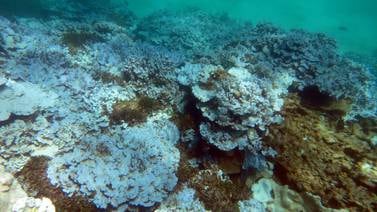 Científicos prevén masivo blanqueamiento  y muerte de   corales