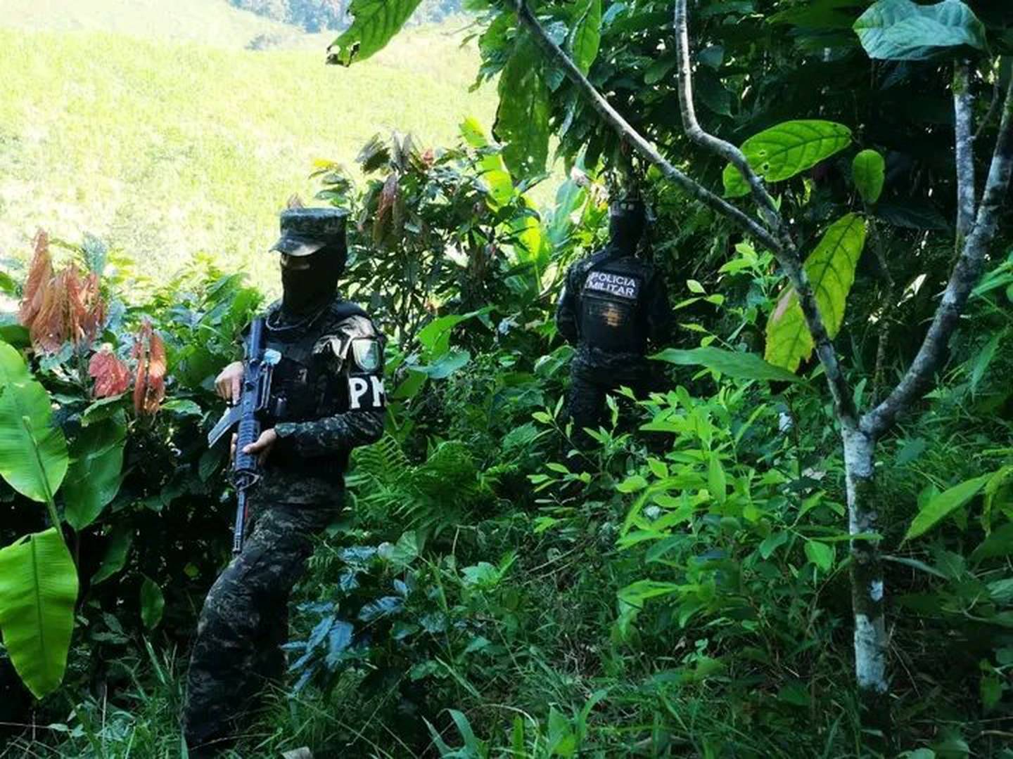 La plantación de plantas de coca está presente en Honduras. La Policía Militar de ese país descubrió una plantación de dos hectáreas en la región de Olancho.