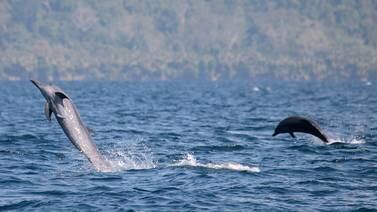 Delfines regulan los latidos mientras bucean