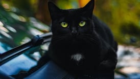 Halloween y los gatos negros: estas son las falsas creencias sobre los felinos