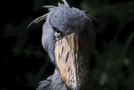 Cigüeña picozapato de África: El ave que come cocodrilos y suena como una ametralladora
