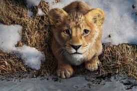 Vea el tráiler de ‘Mufasa’, la nueva cinta de Disney basada en la historia de El rey León   